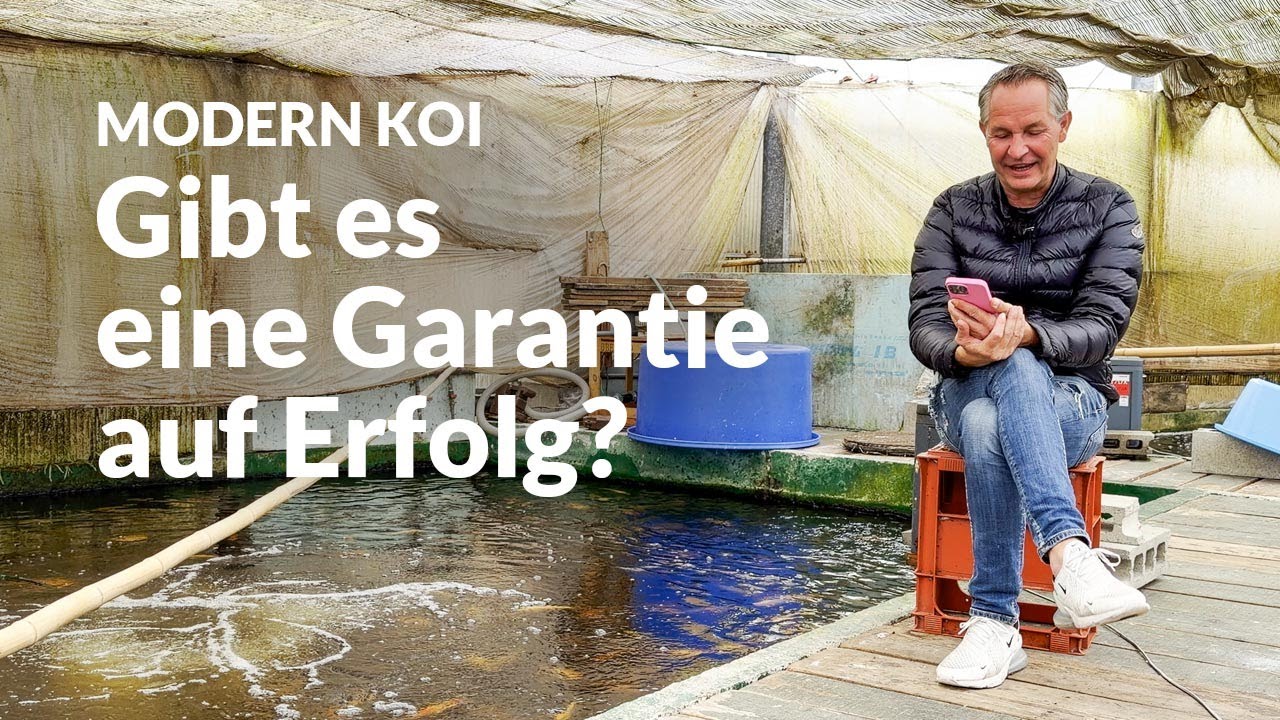 Wenn Züchter Elterntiere kaufen | Modern Koi Blog #7750