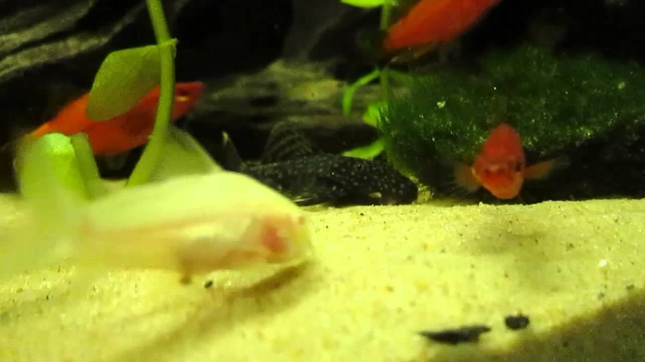 Hermitcrab Fish in Action [HD]