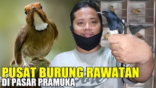 UPDATE HARGA Sikatan Kerongkongan Putih, Kacer, Sikatan Londo Jawa, Bimoli, SRDC, DLL Kios Zaenuri