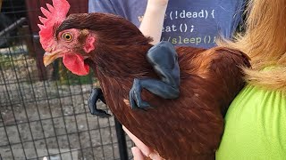 Cluckasaurus Rex Chicken Arms Fun, But Hard To Get On