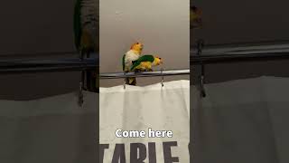 Caique's Trying to Talk?