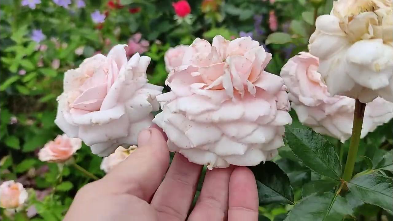 Прощаюсь с розой. Роза Great Expectations - что с тобой не так? - YouTube