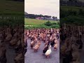 এক ঝাঁক হাঁস 🦆|| Village Life #villagelife #shorts #fyp