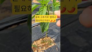 올해 고추가루 얼마나 필요하신가요? 매년 김장하시는 분들은 이번 시세부터 궁금하실거에요. 이노집에서 매년 최상급 품질 좋은 햇고추가루 판매하고 계신거 아시죠? 단골이 매해 늘어서
