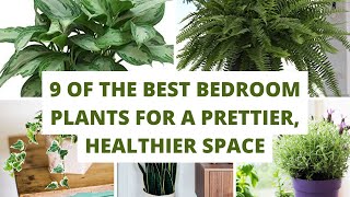 Indoor Plants - 9 of the Best Bedroom Plants for a Prettier, Healthier Space 7 Best Bedroom Plants That Improve Sleep Air Quality
