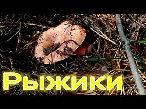 Рыжики. Сбор грибов