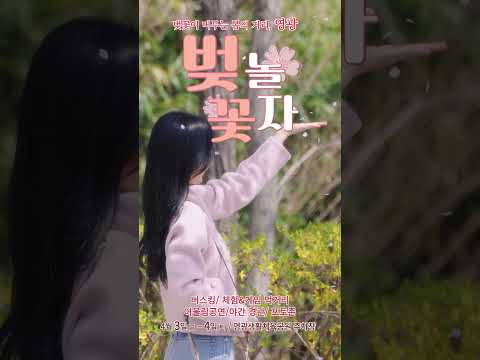 #벚꽃 #봄축제 #영광군 #벚꽃축제 #봄여행 #벚꽃놀자