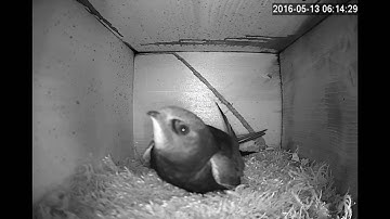 De Profundis – Rorýs obecný (Apus apus)