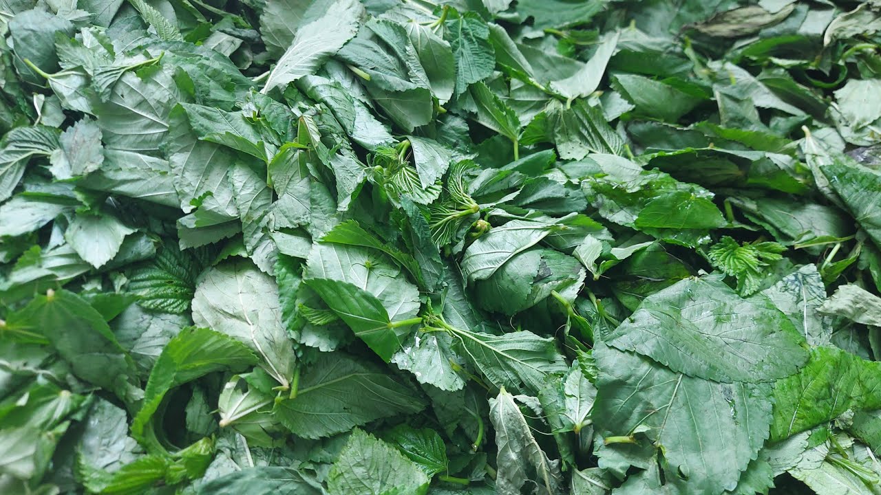 طريقة تفريز الملوخية الخضراء الورق السورية(طريقتين لتفريز الملوخية)