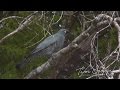 Barred cuckoo  shrike coracina lineata clip 11 tim siggs abvc