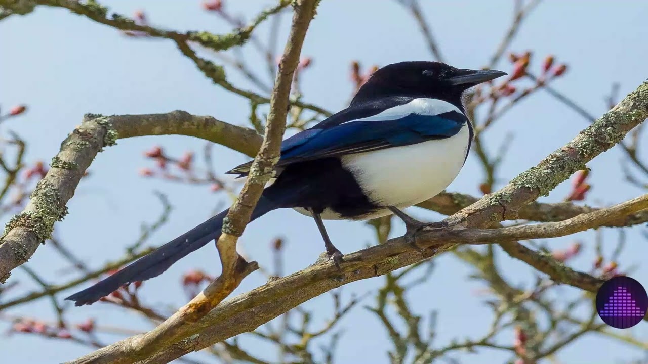 Regardez Magpie Noises - Sound Clips From - Audio Effects sur YouTube Regardez Magpie Noises - Sound Clips From - Audio Effects sur YouTube