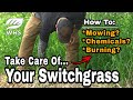 How To Maintain Switchgrass For Whitetails And Wildlife