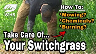 How To Maintain Switchgrass For Whitetails And Wildlife