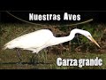 GARZA GRANDE - Serie Nuestras Aves