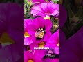 Science Said Bees Can't Fly… They Didn't Listen #shorts #unbelievablescience #funfacts #bees #animal