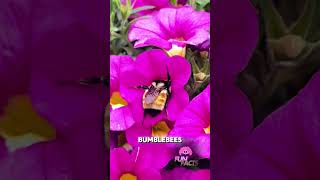 Science Said Bees Can't Fly… They Didn't Listen #shorts #unbelievablescience #funfacts #bees #animal