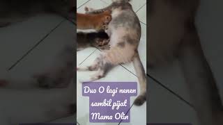 Duo O Lagi Nenen Pijat Mama Olin