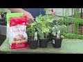 GDL: Learn How to Plant Tomatoes with Wallitsch