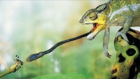 Class-5(EVS) | L - 13 & L - 14 ( solutions ) | By Amandeep Kaur