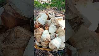 Download Lagu ngupek gaess MP3