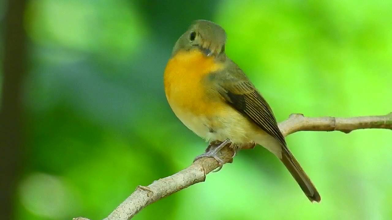 Hill Blue Flycatcher 