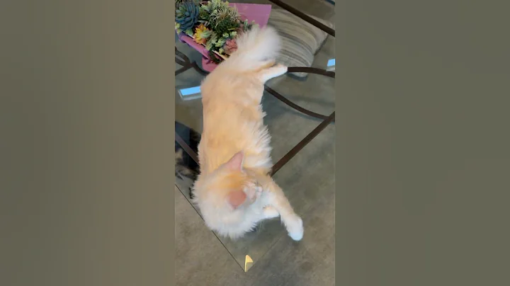 Video 9309861: maine coon cat growing, maine coon fun, mainecoonkitten