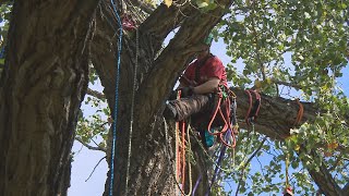 Prairie Chapter Tree Climbing Championship in Wascana Park this weekend