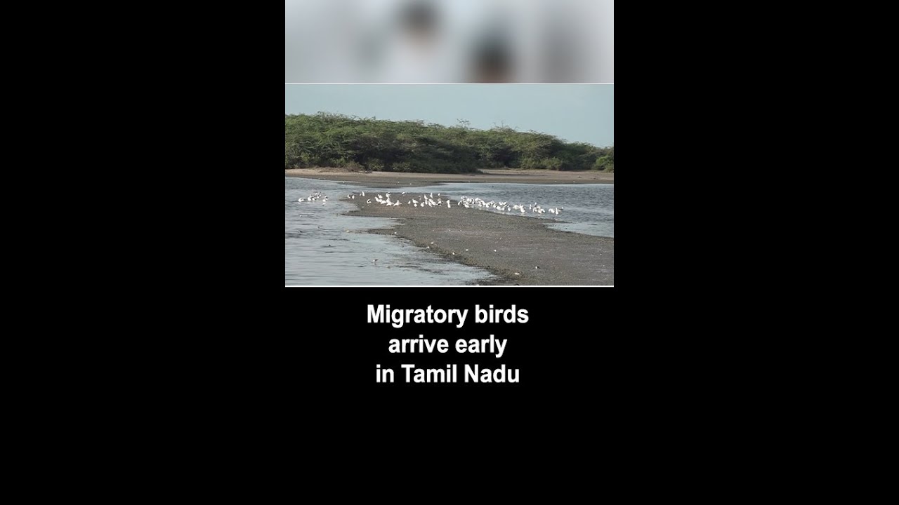 TN: Migratory birds arrive at Point Calimere Wildlife and Bird Sanctuary