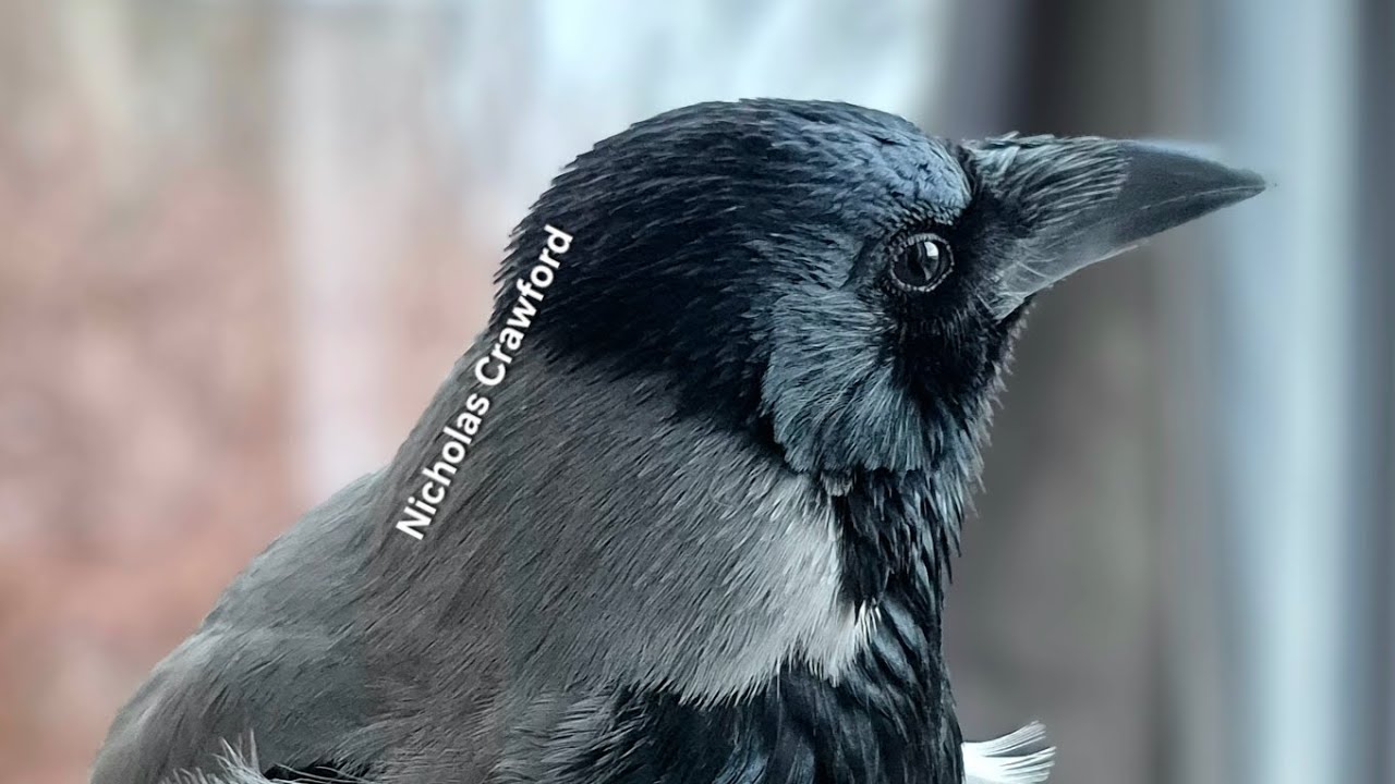 Эмоциональные проблемы Гилберта и случайное отверстие в стене.