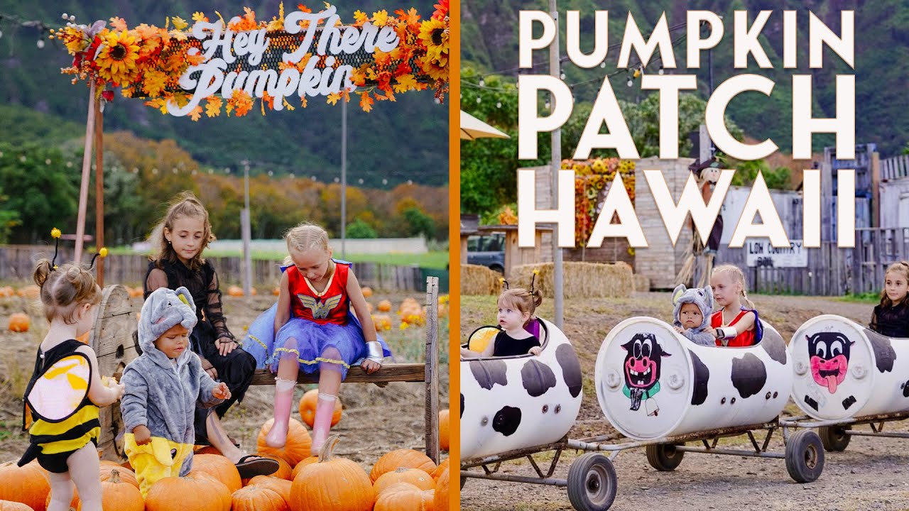 Pumpkin Patch Fun at Waimanalo Country Farms, Hawaii [4K Drone] YouTube