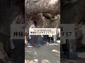 【㊗️2万再生】今これを見たのは、神様からのサインです17 #御神木 #神社 #shorts #パワースポット #心に響く言葉