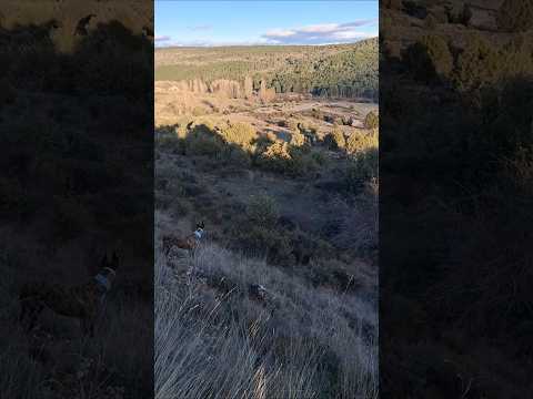 Tardes de senderismo 🐕🚶 #senderismo #landscape #paisajes #mountains #pueblo #shortvideo