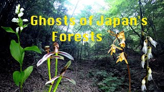 Ghosts of Japan's Forests, Ghost Forests of Japan