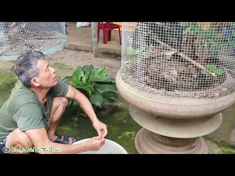 Video Chim Khuyên Non Đã Lớn Đến Lúc Thả Vào Avi Tự Ăn Uống - youtube