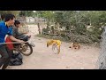 Fake tiger prank dog 2021 so funny try to challenge   youtube