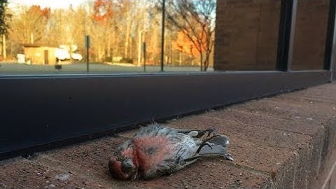 Bird-Window Collision Project