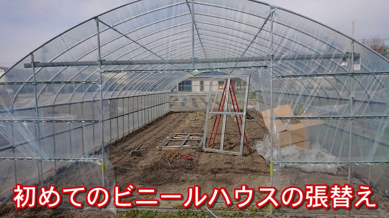 素人がビニールハウスの張替えします 後編【家庭菜園】新しいビニール