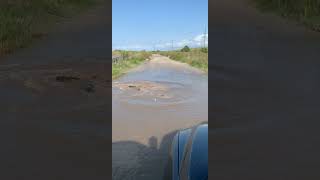 Unexpected Traffic Halt due to a Gator Roadblock