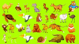 Amazing Zoo Animal Toys for Kids | Play for Kiddos