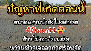 🌾หว่านข้าวร้อนจัด!!ปัยญหาที่เกิด..ทำไงดี#ชาวนา #กข85