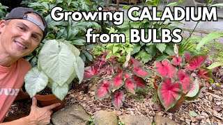 Grow CALADIUM from Bulbs (tubers) in Pots & the Ground Grow CALADIUM from Bulbs (tubers) in Pots & the Ground