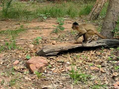 Use The Capuchin Monkey Nut Cracking Tool
