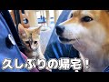 久しぶりの飼い主帰宅に大興奮の子猫と柴犬！