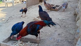 Home breeder Aseel |Mara psanda Murga ha |Aseel Lover |•••#birds