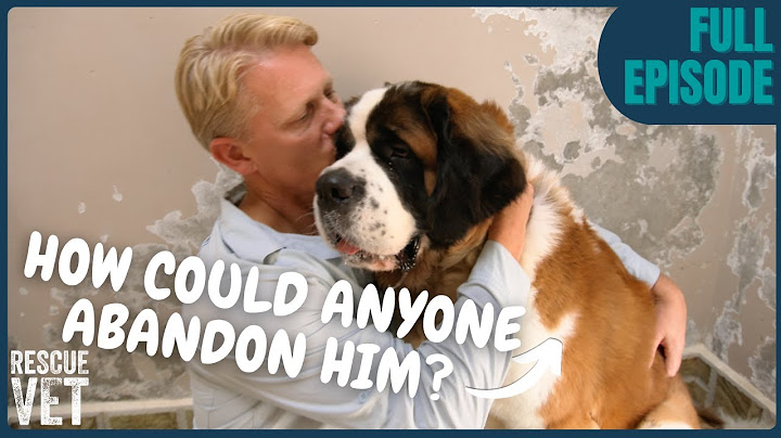 Saint Bernard Abandoned For Being Too Big! | Rescue Vet with Dr Scott Miller