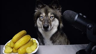 ASMR Dog Reviews Pickles!