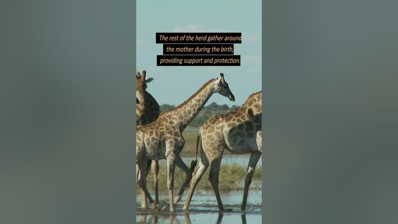How Do Giraffes Give Birth? #shorts #shortsfeed #factsonanimals #