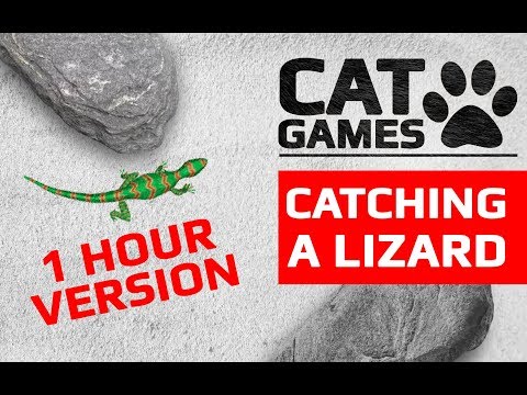 CAT-GAMES---🦎-CATCHING-A-LIZARD-1-HOUR-VERSION-(