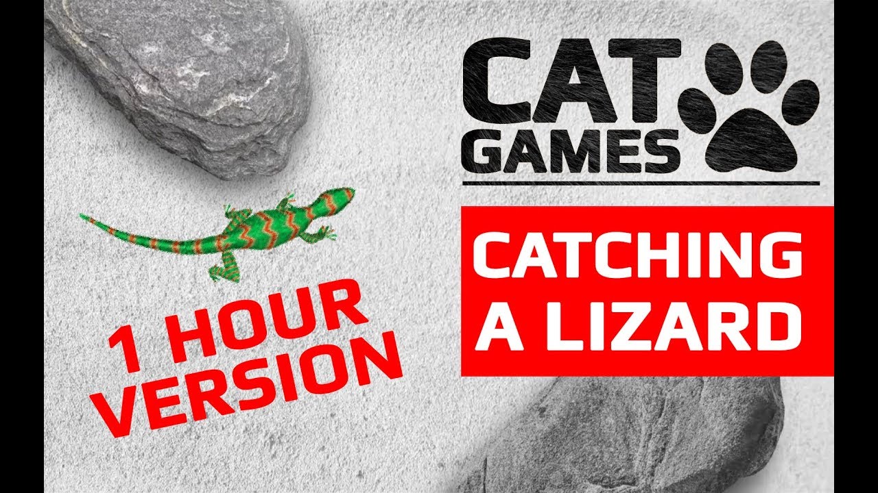 CAT GAMES 🦎 CATCHING A LIZARD 1 HOUR VERSION (ENTERTAINMENT VIDEOS