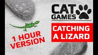 CAT GAMES - 🦎 CATCHING A LIZARD 1 HOUR VERSION (ENTERTAINMENT VIDEOS FOR CATS TO WATCH)
